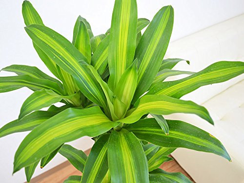 Amazon｜観葉植物 幸福の木(ドラセナ・マッサンゲアナ) 8号 鉢カバー